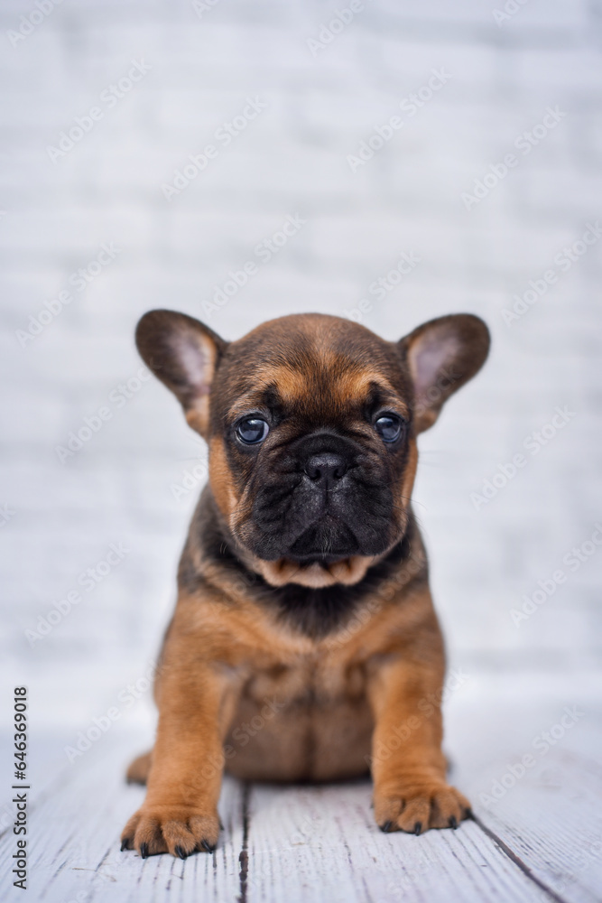 small french bulldog puppy on white background with glasses and crown
small french bulldog puppy on white background with glasses and crown