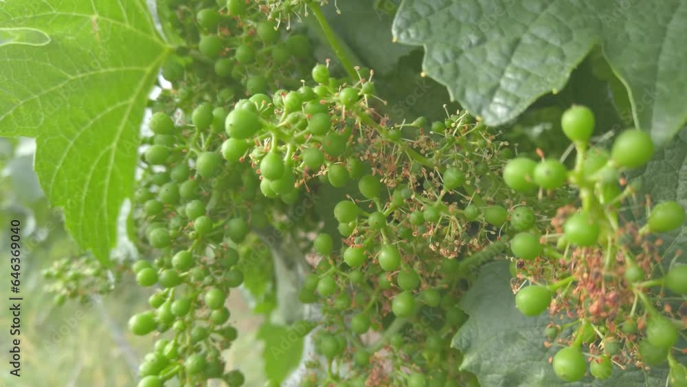 Bunch of grapes on the vine with green leaves on vineyard agricultural field Bunch of grapes on the vine with green leaves on vineyard agricultural field
