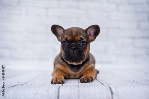  small french bulldog puppy on white background with glasses and crown © Александрина Демидко