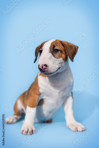 small bull terrier puppy on a blue background © Александрина Демидко