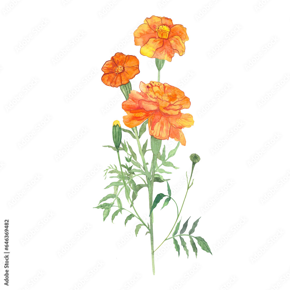 marigolds, flowers drawn in watercolor, symbol of longevity in China, symbol of the day of the dead marigolds, flowers drawn in watercolor, symbol of longevity in China, symbol of the day of the dead