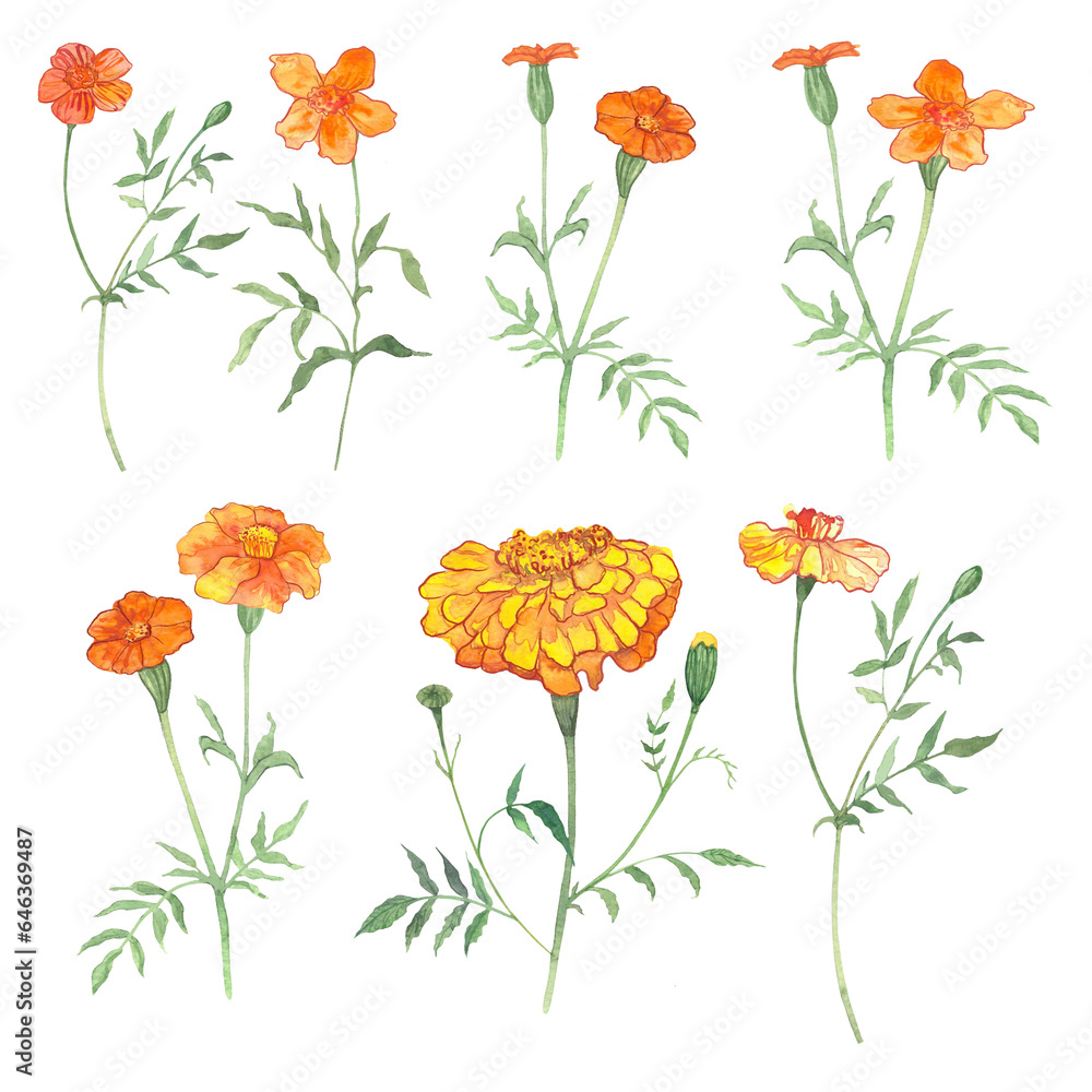 Obraz premium marigolds, flowers drawn in watercolor, symbol of longevity in China, symbol of the day of the dead