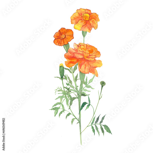 marigolds, flowers drawn in watercolor, symbol of longevity in China, symbol of the day of the dead