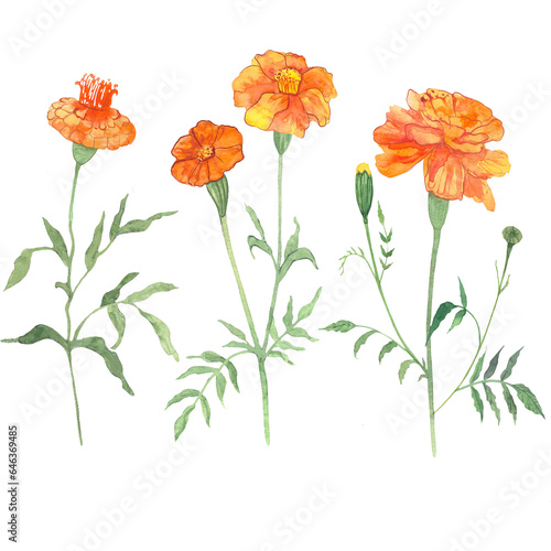 marigolds  flowers drawn in watercolor  symbol of longevity in China  symbol of the day of the dead