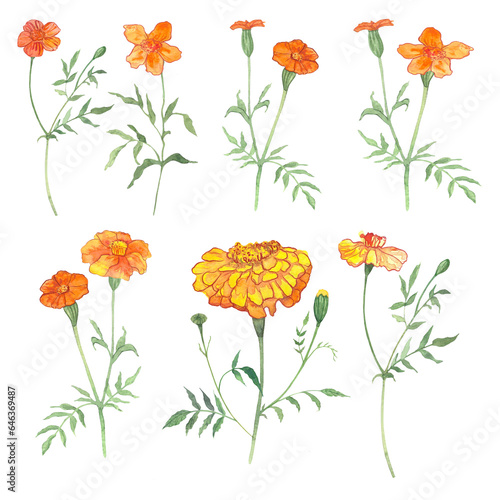marigolds, flowers drawn in watercolor, symbol of longevity in China, symbol of the day of the dead