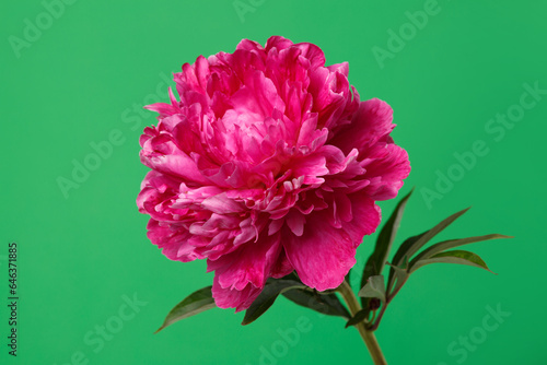 Beautiful pink terry peony isolated on a green background.