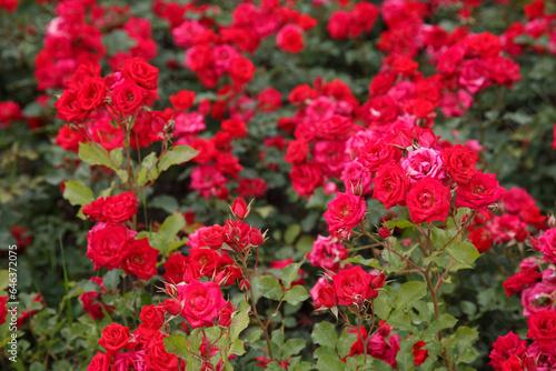 Bright red roses in the garden.