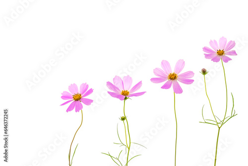 Pink cosmos flowers isolated on white background. Beautiful summer floral composition.