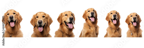 Cute and happy golden retriever dog on transparent background.
