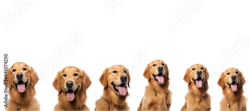group of dogs on white
