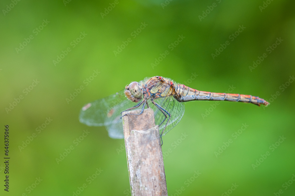 Cool funny macro image of a dragonfly. Natural background and close up portrait of dragonfly with big eyes. Cool funny macro image of a dragonfly. Natural background and close up portrait of dragonfly with big eyes.