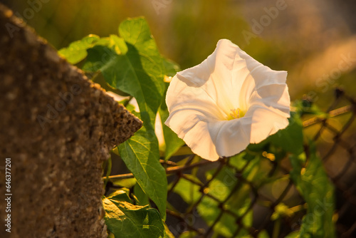 hedge-bindweed on a fence with white flower in backlit photo