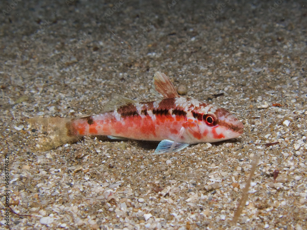 Invasive goat fish in the Mediterranean Sea