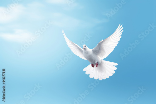 Flying white dove on the blue sky
