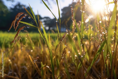 close-up of ripe rice grains in a sunlit paddy field