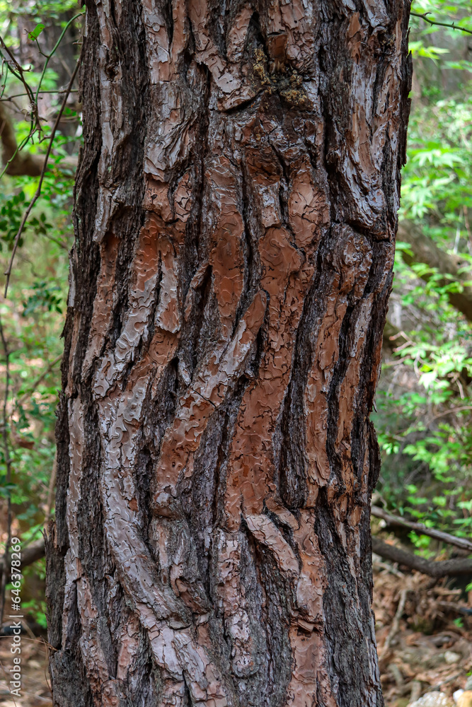 Beautiful natural background tree trunk bark skin Beautiful natural background tree trunk bark skin