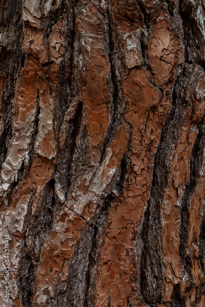 Beautiful natural background tree trunk bark skin Beautiful natural background tree trunk bark skin