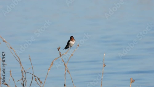 Balancing on a tiny twig, the Barn Swallow Hirundo rustica was preening and cleaning its feathers while being blown gently by the wind in Beung Boraphet lake, Nakhon Sawan, Thailand photo