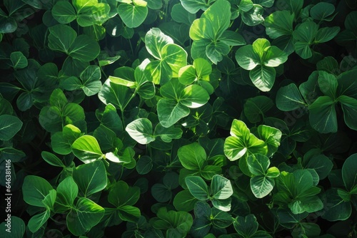 sunlight filtering through a cluster of clover leaves