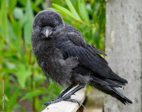 Young jackdaw with blue eye standing on one leg and looking to camera.