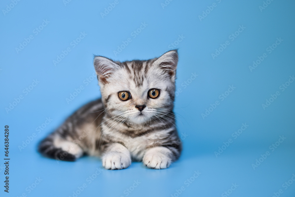 Obraz premium small Scottish Fold kitten on a blue background