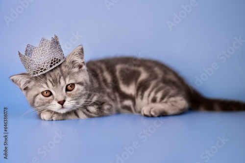 
small Scottish Fold kitten on a blue background with a crown on its head