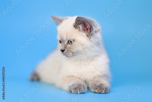 small Scottish Fold kitten on a blue background © Александрина Демидко