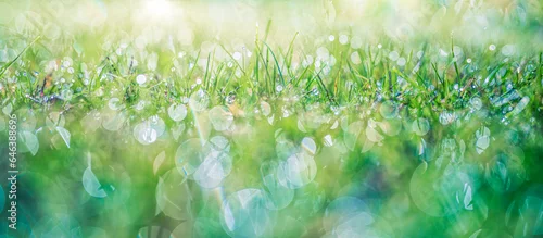 Obraz  z motywem Abstract lush green grass on meadow with drops of water dew in morning light in spring summer outdoors closeup panoramic macro. Beautiful artistic photo purity freshness of majestic nature, copy space