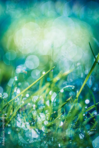 Abstract lush green grass on meadow with drops of water dew in morning light in spring summer outdoors closeup panoramic macro. Beautiful artistic photo purity freshness of majestic nature, copy space