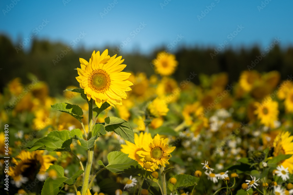 Obraz premium a sunflower field. focus on one flower.