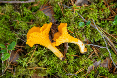 a close up of chantarelle mushrooms in a forest