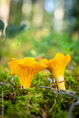 a close up of chantarelle mushrooms in a forest