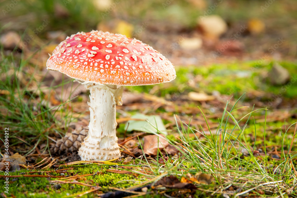 a close up of a red toadstool in forest a close up of a red toadstool in forest