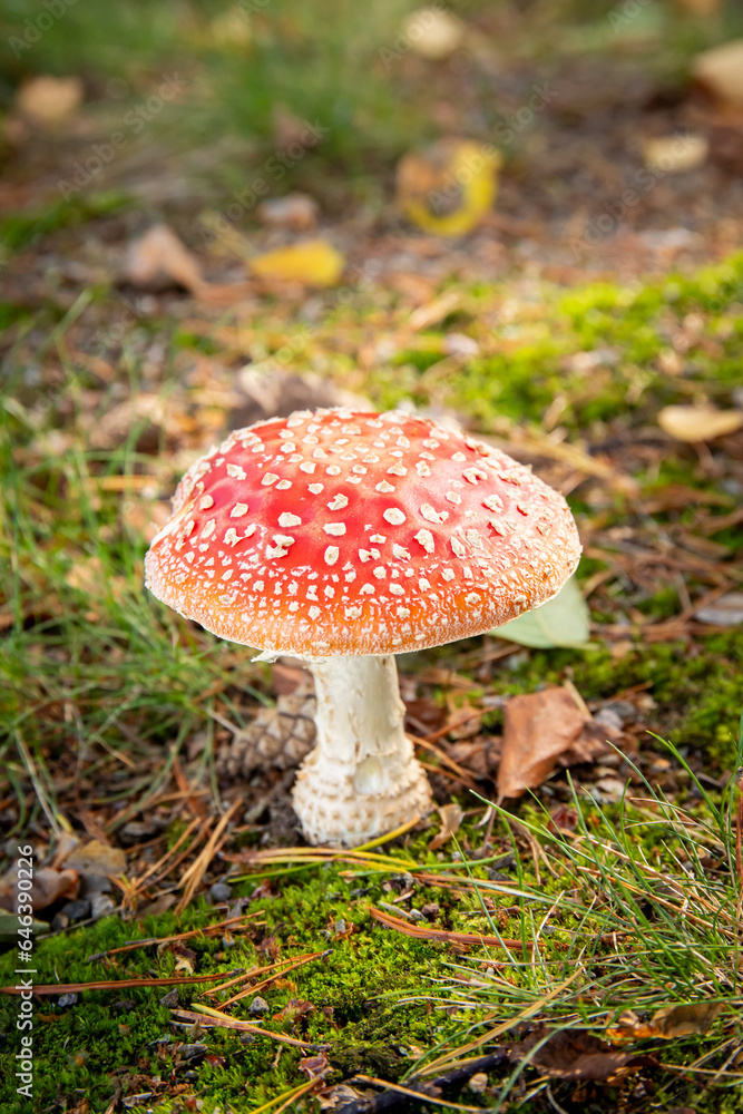 a close up of a red toadstool in forest a close up of a red toadstool in forest