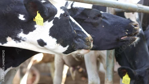 Agricultural concept, diary cows eating a hay in modern free livestock stall or cowshed for distibution of milk, animal and food concept photo