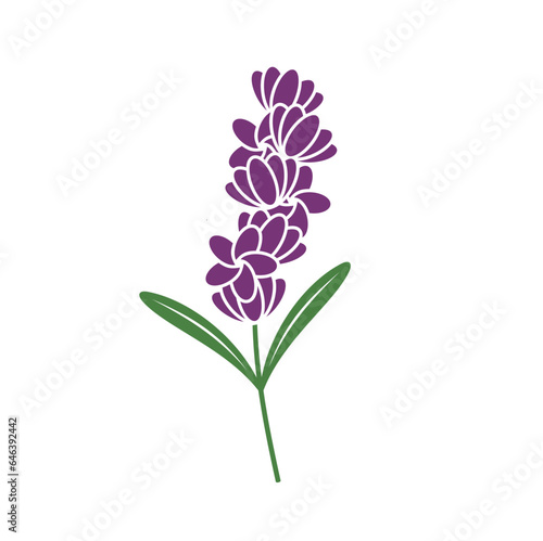 illustration of lavender  a type of fragrant flower. 