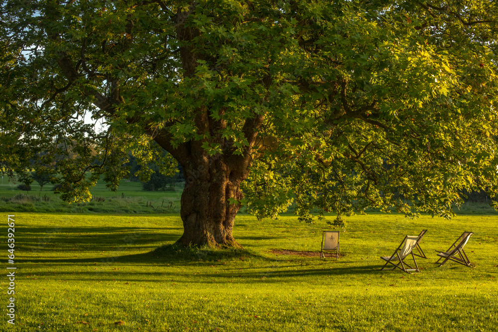 Naklejka premium trees in the park
