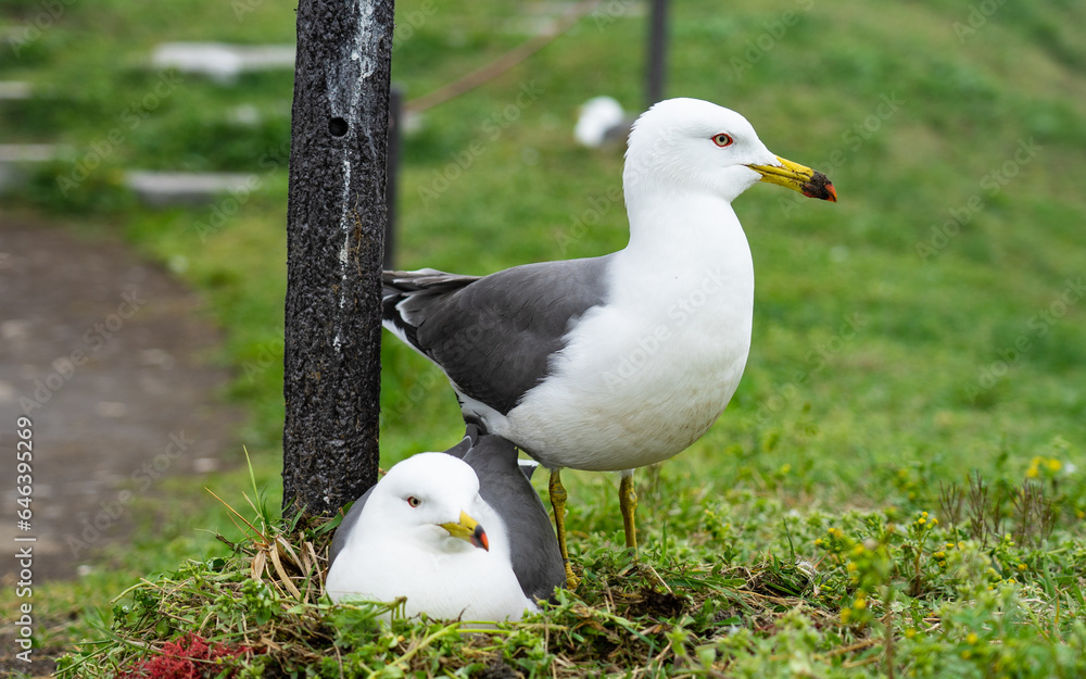 蕪島のウミネコ 蕪島のウミネコ