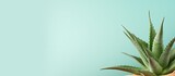 Aloe vera plant on a isolated pastel background Copy space