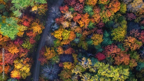 Incredible colourful epic aerial view of Canadian nature at autumn. Flying over colorful fall trees top down view. Slow movement over vibrant maple leafs and firs in North America. photo