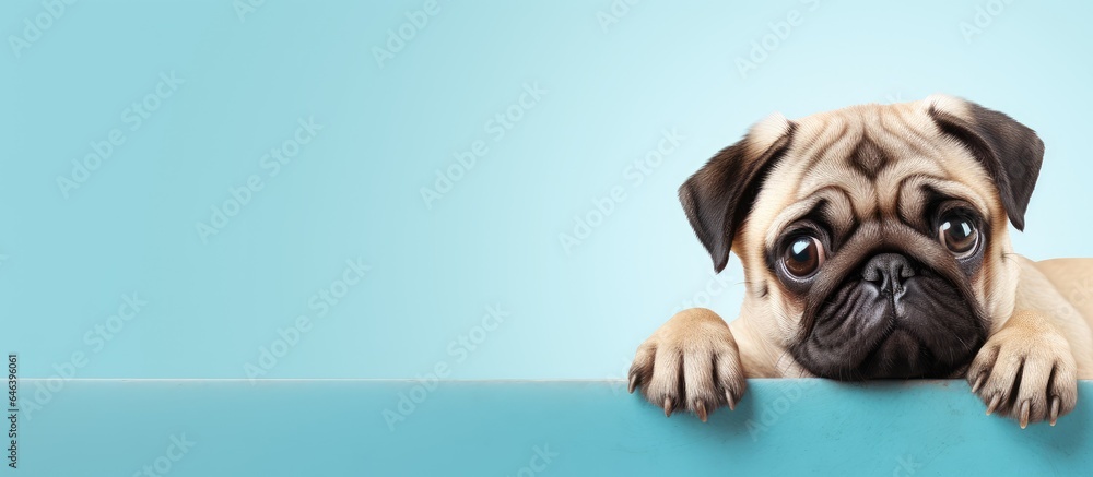 Adorable pug dog on a isolated pastel background Copy space