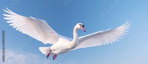 Fototapeta Naklejka Na Ścianę i Meble -  An isolated white swan flies against isolated pastel background Copy space