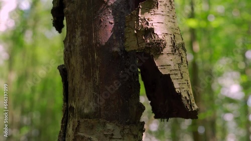 A piece of silver birch tree bark flapping in the breeze
