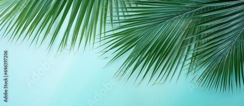 Capture the image of the palm leaf Sumawong fan palm isolated pastel background Copy space