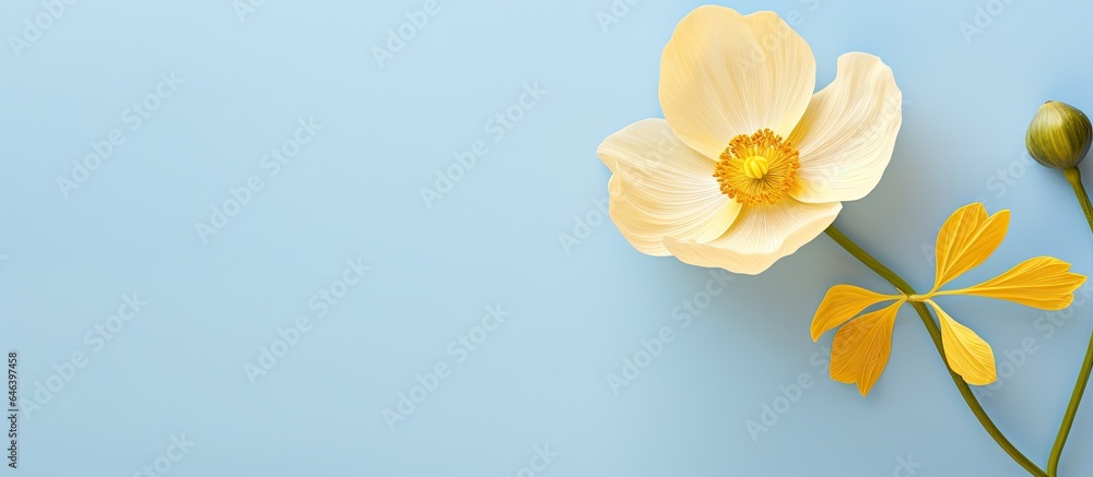 Obraz premium Buttercup flower alone against isolated pastel background Copy space