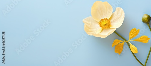 Buttercup flower alone against isolated pastel background Copy space