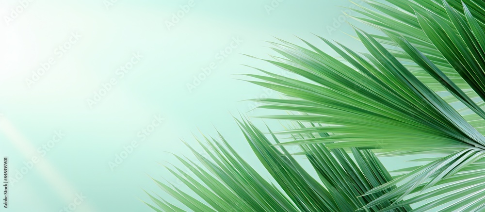 Capture the image of the palm leaf Sumawong fan palm isolated pastel background Copy space Capture the image of the palm leaf Sumawong fan palm isolated pastel background Copy space
