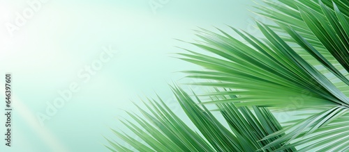 Capture the image of the palm leaf Sumawong fan palm isolated pastel background Copy space © HN Works