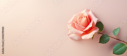 Beautiful rose isolated on a isolated pastel background Copy space