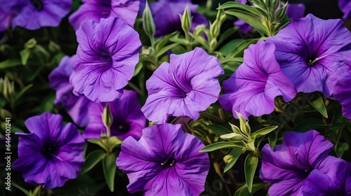 Beautiful purple mexican petunia flower in bloom against a background of green leaves © Suleyman